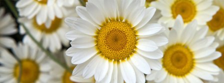 Daisies Close Up Facebook Covers