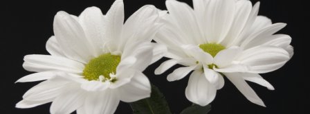 Beautiful Daisies  Facebook Covers