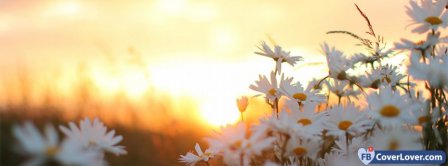 Daisies Flowers At Dawn Facebook Covers