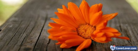 Dark Orange Flowers   Facebook Covers