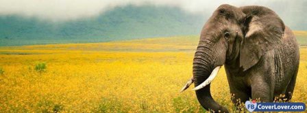 Elephant 4  Facebook Covers