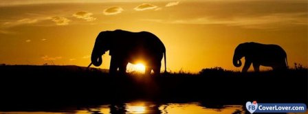 Elephant 5 Facebook Covers