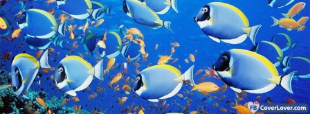 Fishes Facebook Covers