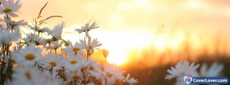 Daisies Flowers At Dawn 2 Facebook Covers