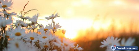 Daisies Flowers At Dawn 2 Facebook Covers