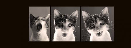 Funny Cat Series Of Photos Facebook Covers