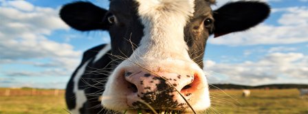 Funny Cow Close Up Facebook Covers