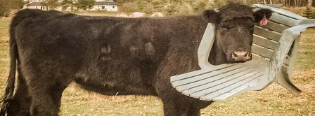 Funny Cow Facebook Covers