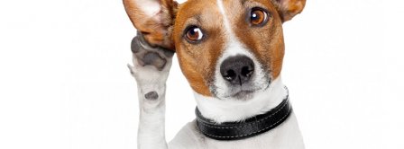 Funny Dog Listening Facebook Covers