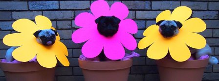 Funny Pugs In Flowers Pots Facebook Covers