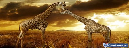 Giraffe 1   Facebook Covers