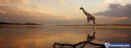 Giraffe  Facebook Covers