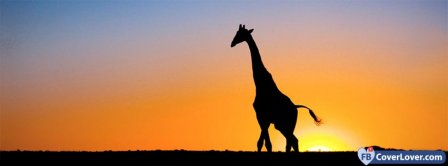 Giraffe In Sunset  Facebook Covers