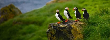 Group Of Cut Puffins  Facebook Covers