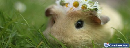 Cute Guinea Pig Facebook Covers