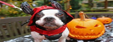 Halloween Dog In Costume Facebook Covers