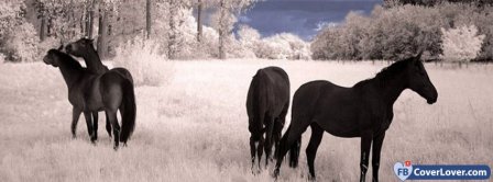 Horses In The Snow Facebook Covers