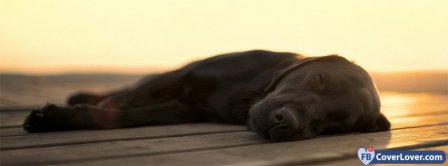 Labrador Sleeping Facebook Covers