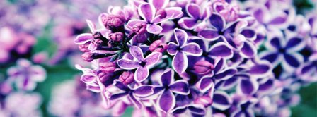 Lilac Facebook Covers