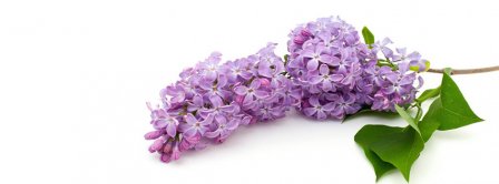 Lilac Tree Branch Facebook Covers