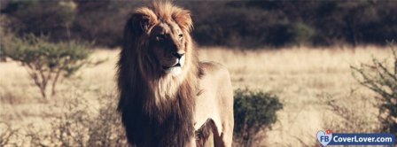 Lion 2  Facebook Covers