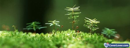 Nature And Moss Facebook Covers