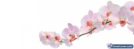 Pink Orchids Facebook Covers