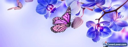 Orchids And Butterfies Facebook Covers