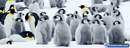 Penguin Awareness Day 1 Facebook Covers