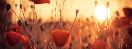 Poppies Flowers At Dawn  Facebook Covers