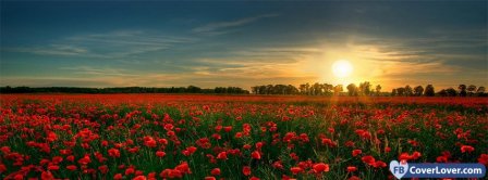 Poppies Flowers Field  Facebook Covers