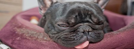 Pug Tonguing Facebook Covers