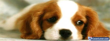 Sad Cute Puppy  Facebook Covers
