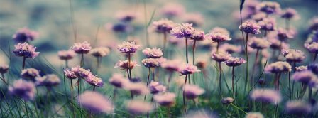 Purple Flower Field Facebook Covers