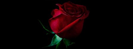 Red Rose Valentine Facebook Covers
