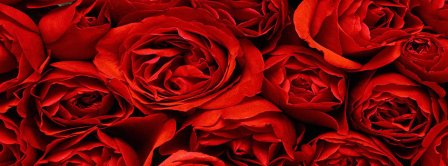 Red Roses Background Facebook Covers