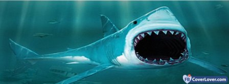 Shark 3d  Facebook Covers