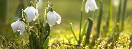 Spring Awakening Facebook Covers