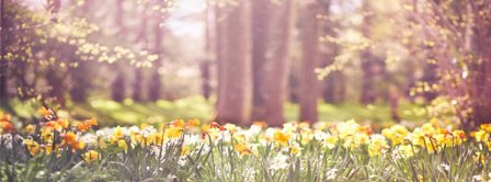 Spring Daffodils Facebook Covers