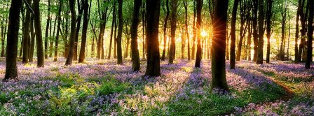 Spring Forest Sunset Facebook Covers