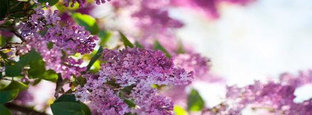 Spring Lilacs Facebook Covers