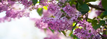 Spring Purple Lilac Facebook Covers