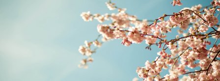 Spring Sakura Spring Facebook Covers