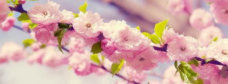 Spring Time Sakura Facebook Covers