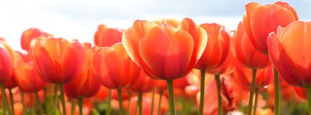 Spring Tulips Facebook Covers