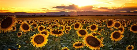 Summer Sunflowers Facebook Covers
