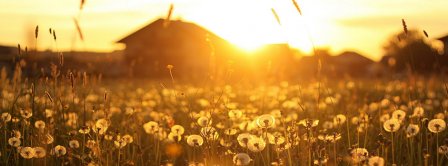 Sunset Dandelion Field Facebook Covers