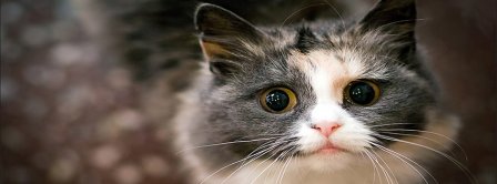 Teary Eyes Cat Facebook Covers