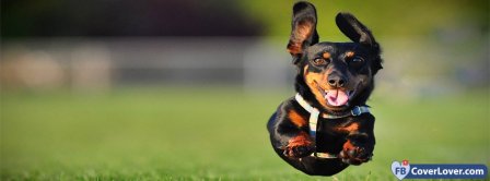 Running Weiner Dog  Facebook Covers