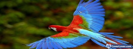 Amazing Color Parrot Facebook Covers